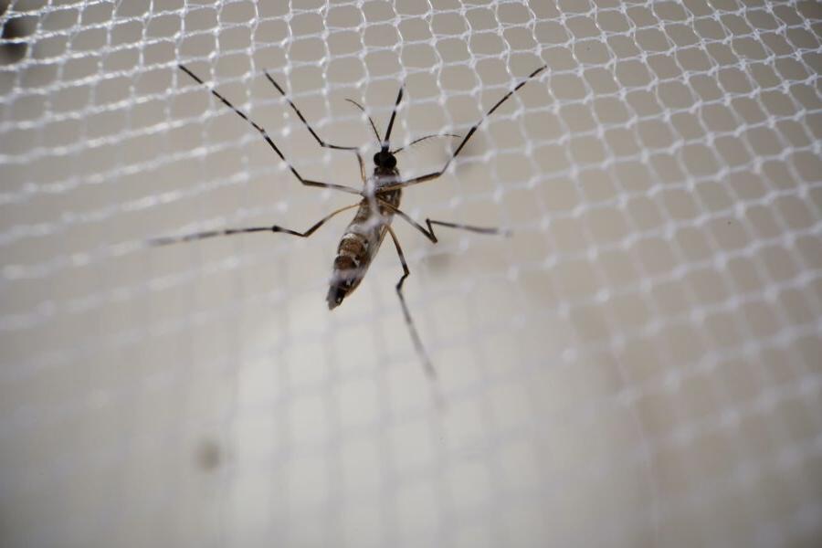 Clarke Adult Mosquito in a cage
